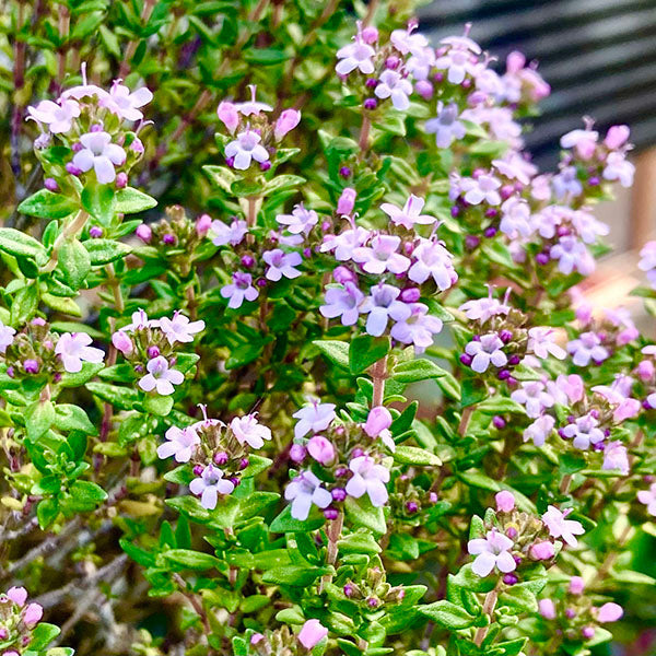 a thyme plant covered in tiny pink flowers