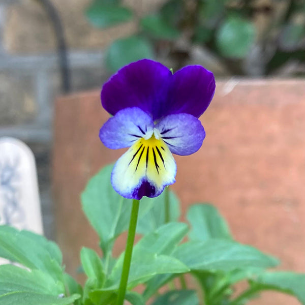 Heartsease flower with purple and yellow petals