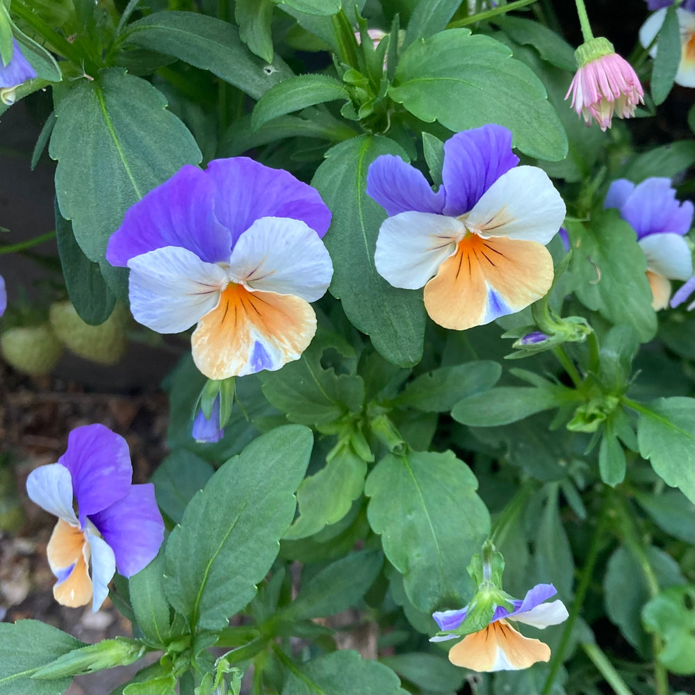 Purple, white and orange flowers with vibrant green leaves planted in garden bed