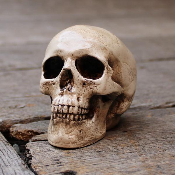 
                  
                    Human skull replica in small size
                  
                