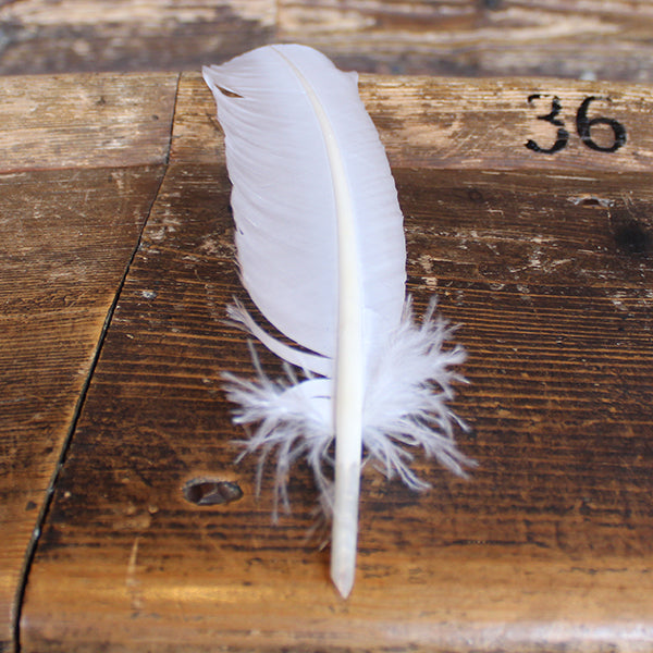 White feather quill on wooden seating
